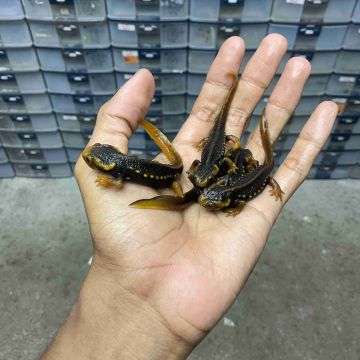 Salamander / Newt