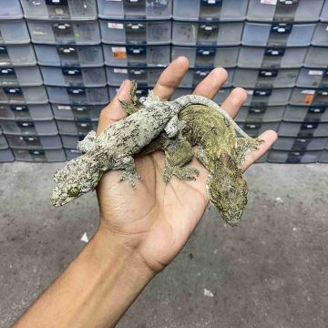 Gecko Lainnya