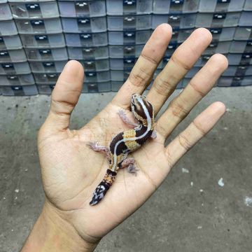 Gecko Minus