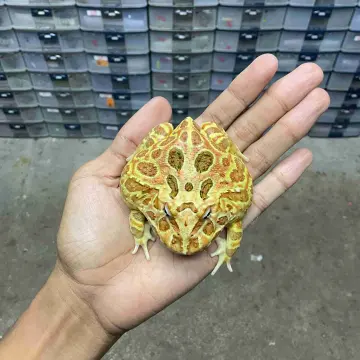 Kodok