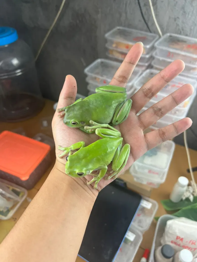 Tree Frogs