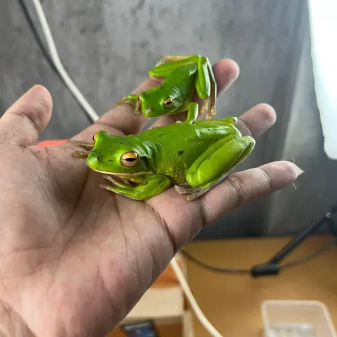 Tree Frog