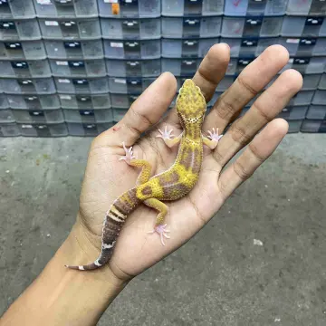 Remaja