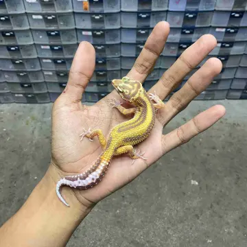 Remaja