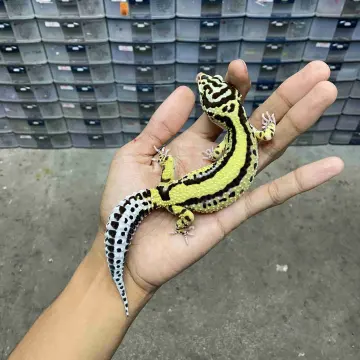 Dewasa Betina
