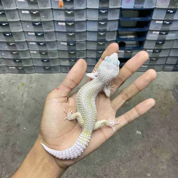 Dewasa Betina