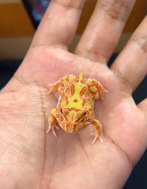 Pacman Frog Basic