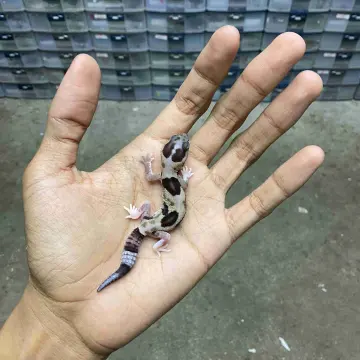 Gecko