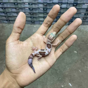African Fat Tail