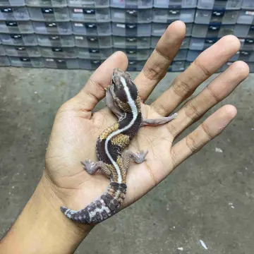African Fat Tail