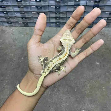 Gecko Lainnya