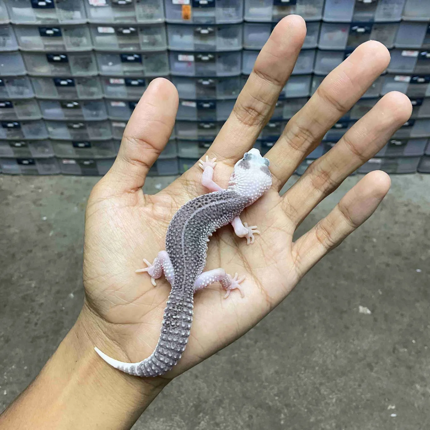 Leopard Gecko