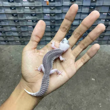 Gecko