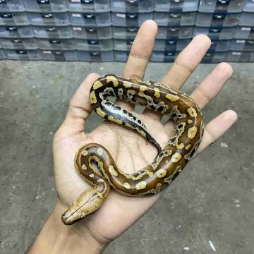 Ular