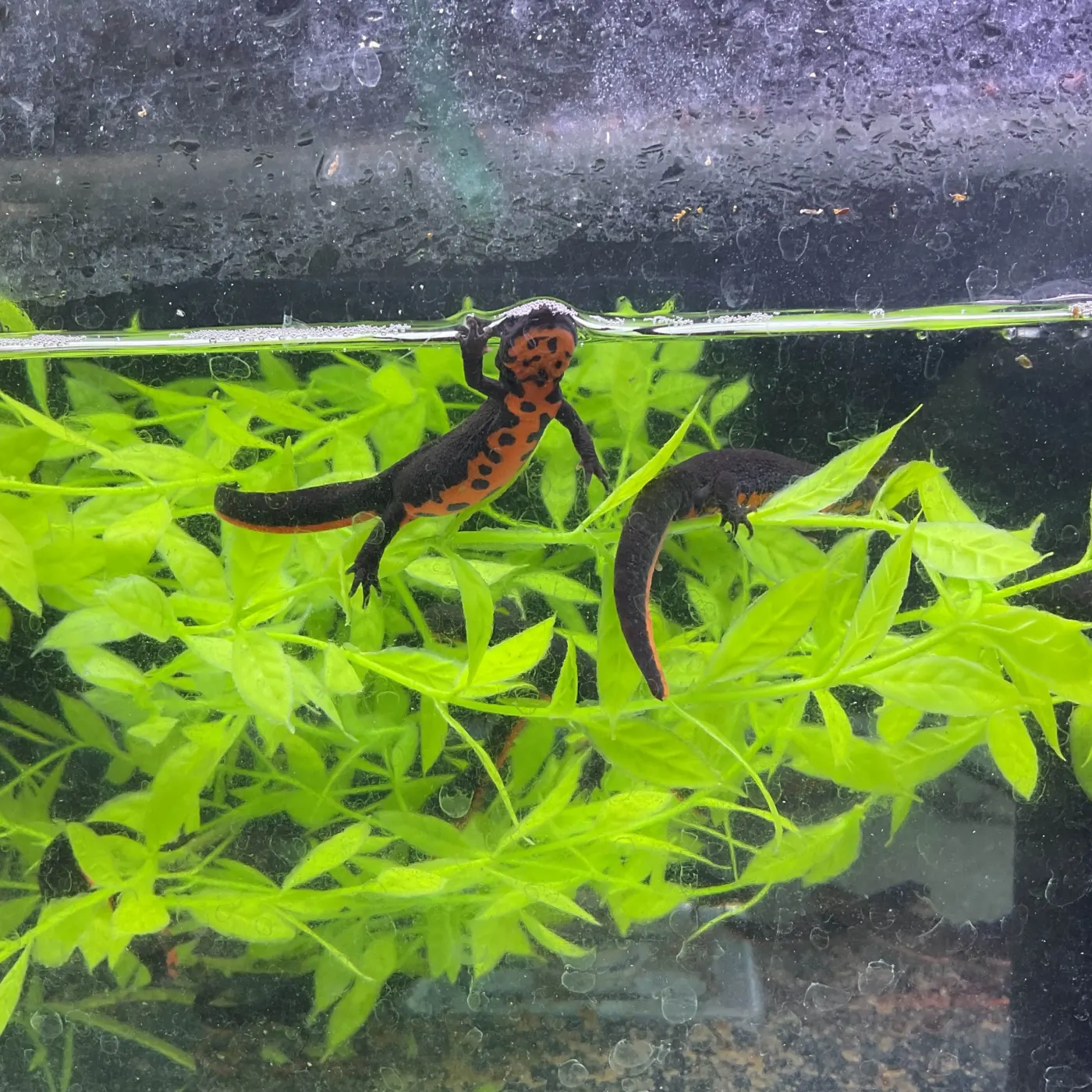 Newt