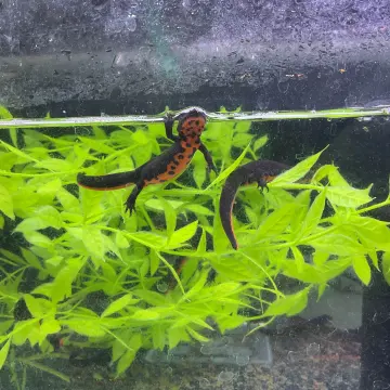 Salamander / Newt