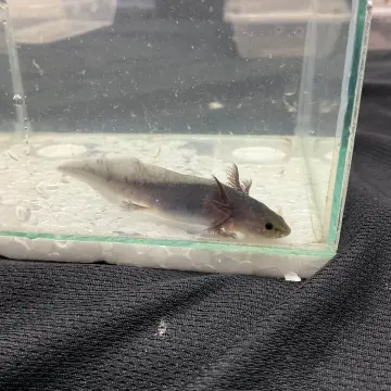 Salamander / Newt