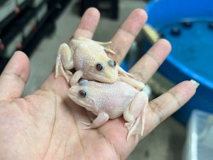 Asia Bullfrogs Leucistic