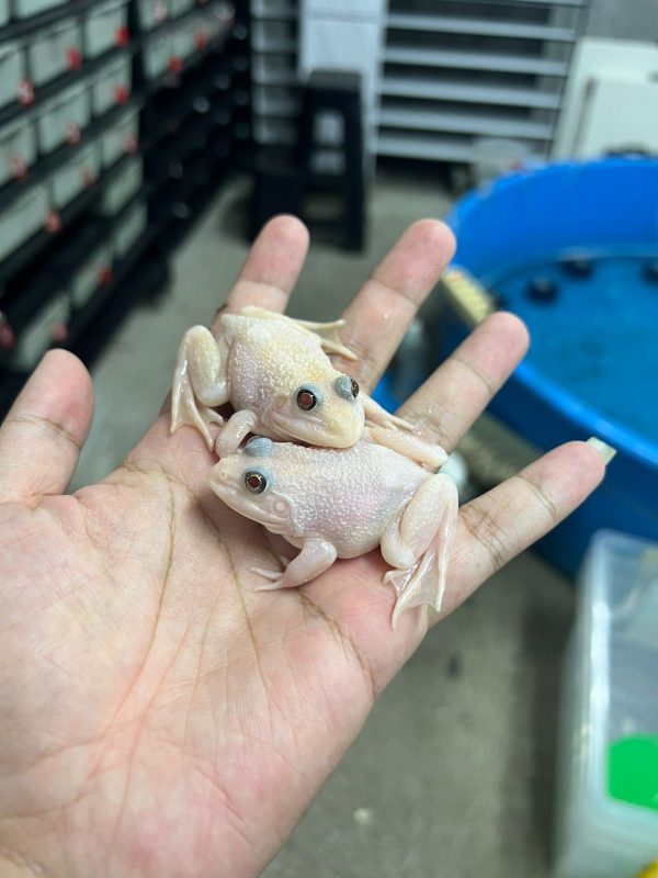 Asia Bullfrogs Leucistic