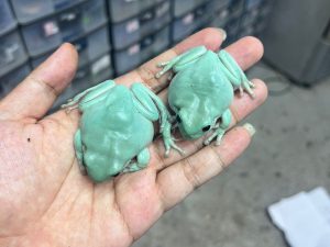 Blue Dumpy Tree Frogs