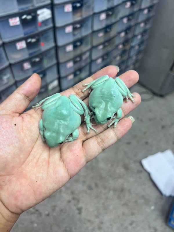 Blue Dumpy Tree Frogs