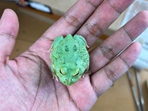 Blue Samurai Pacman Frogs