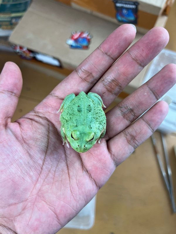 Blue Samurai Pacman Frogs