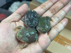 Budgett Frogs