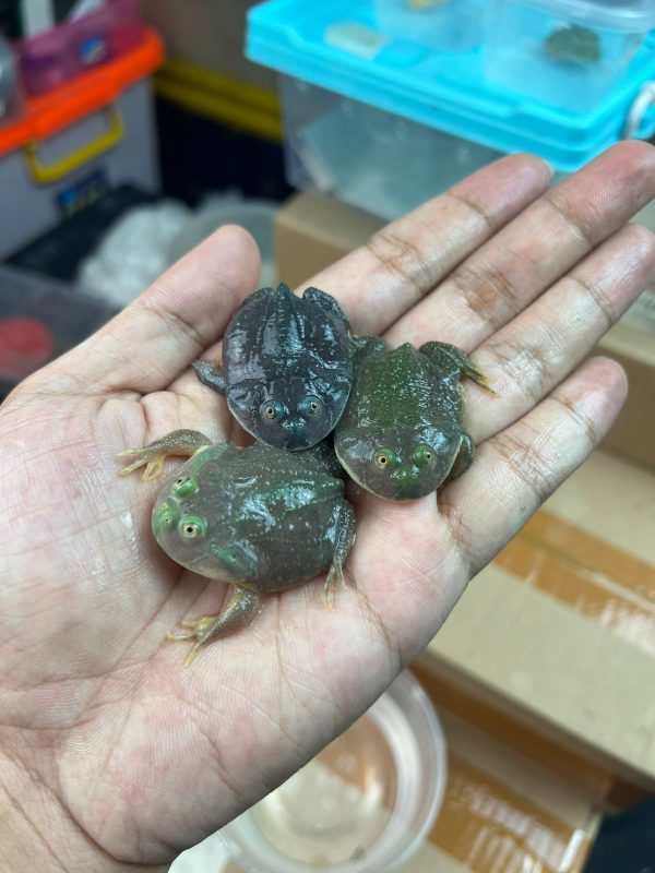 Budgett Frogs