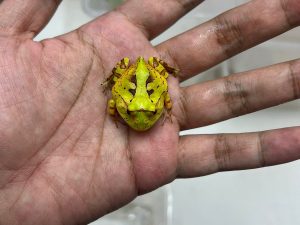 Pacman Frogs Premium