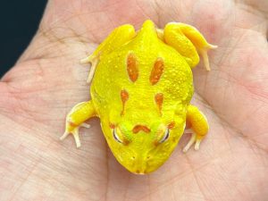 Pacman Albino 4 Spot Patternless