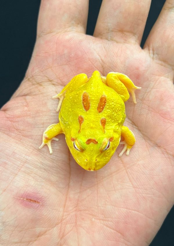 Pacman Albino 4 Spot Patternless