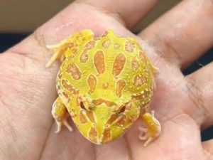 Pacman Albino