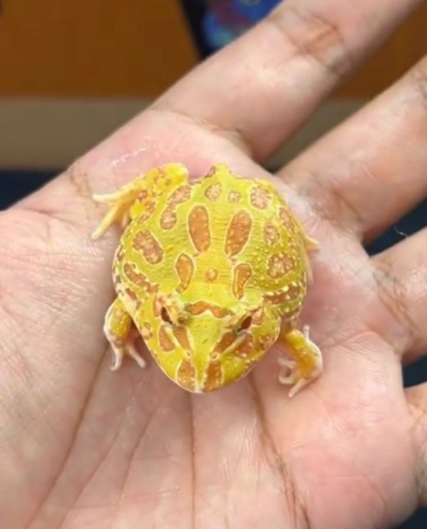 Pacman Albino