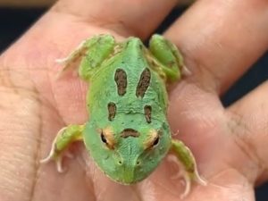 Pacman Green 4 Spot Patternless