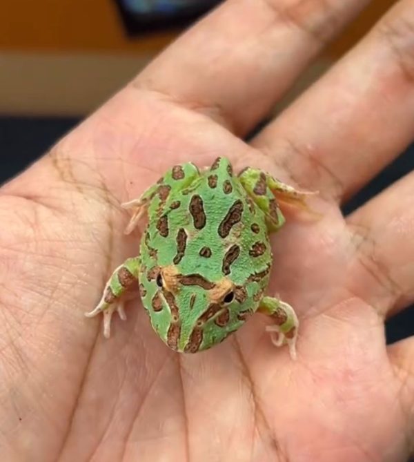 Pacman Green