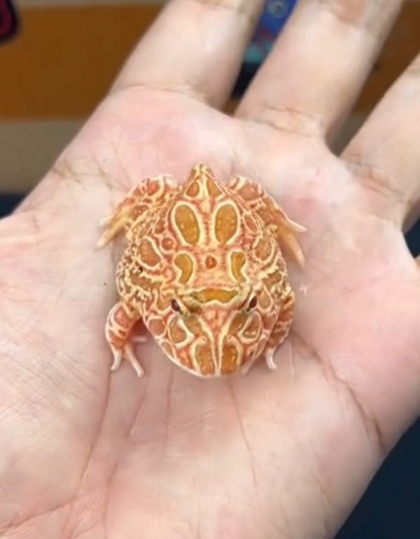Pacman Strawberry