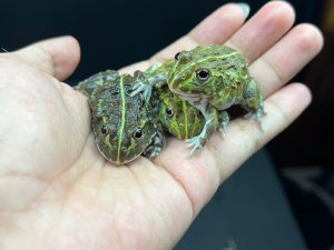 Giant African Bullfrogs / Pixie Frogs