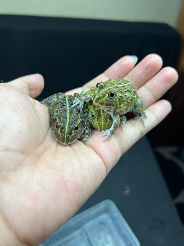 Giant African Bullfrogs / Pixie Frogs