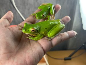 Whitelips Tree Frog