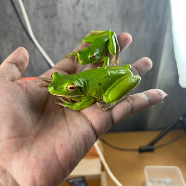 Whitelips Tree Frog