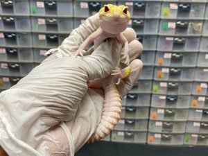 F-114 | RAPTOR - BETINA OVUL