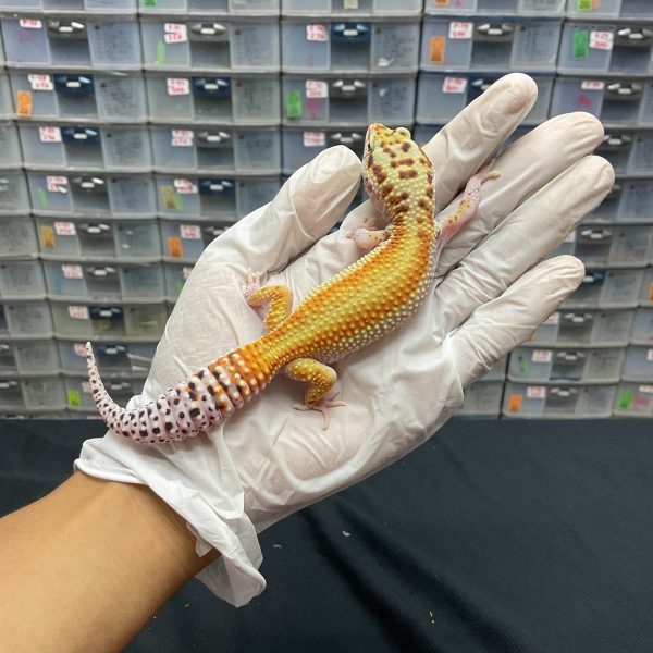 J-74 | EMERINE RED STRIPE ECLIPSE H. TREMPER - BETINA