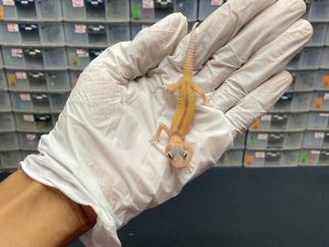 B-54 | MACKSNOW RAPTOR REVERSE STRIPE - INC. BETINA