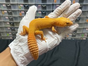 F-135 | SUNGLOW - BETINA