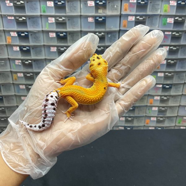 J-53 | JUNGLE TANGERINE PH. TREMPER - JANTAN