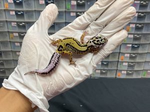 J-97 | BOLD STRIPE MACKSNOW PH. TREMPER - BETINA