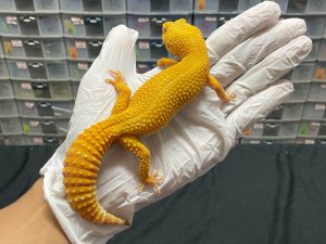 F-132 | SUNGLOW LINE GIANT - BETINA OVUL