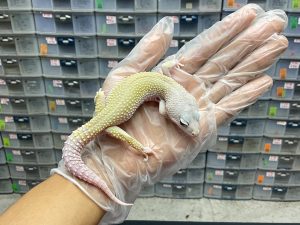 M-20 | COTTON - JANTAN