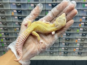 M-15 | MACKSNOW RAPTOR H. DIABLO BLANCO - JANTAN